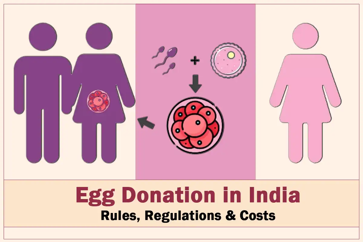 Egg Donation in India: Rules, Regulations & Costs blog featured image