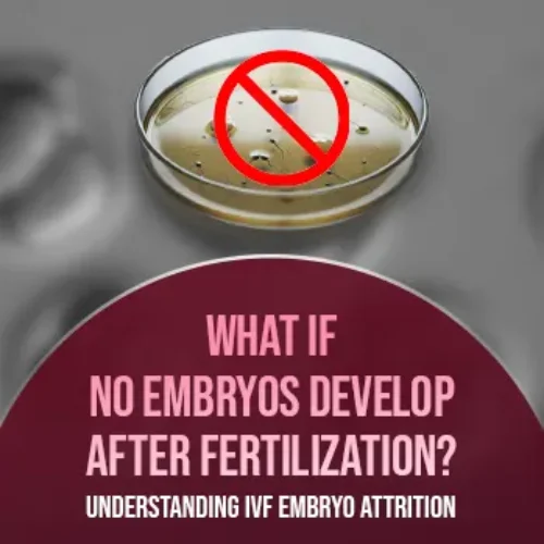 What If No Embryos Develop After Fertilization? Understanding IVF Embryo Attrition