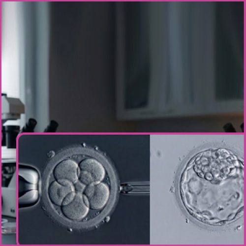 Day 3 vs. Day 5 Embryo Transfers: Which is Better For IVF?