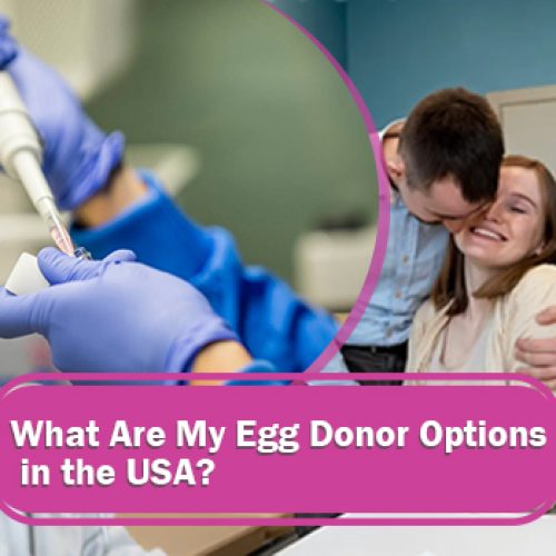 What Are My Egg Donor Options in the USA blog featured image